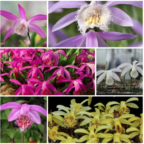 http://www.phytesia-orchids.com/fr/assortiments-orchidees-exterieures/76-assortiment-6-pack-pleione-kit-de-6-orchidees-pleione-603161361104.html
